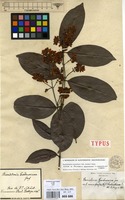 Syntype of Banisteria gardneriana A.Juss. var. nummifera (A.Juss.) Nied. [family MALPIGHIACEAE]