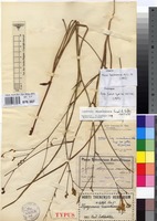 Isotype of Lapeirousia masukuensis Vaupel & Schltr. [family IRIDACEAE]