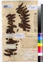 Holotype of Angraecum ovalifolium De Wild. [family ORCHIDACEAE]