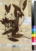 Lectotype of Ixora laurentii De Wild. [family RUBIACEAE]