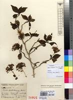 Type of Pavetta barbertonensis Bremek. [family RUBIACEAE]