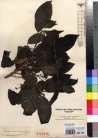 Type of Pavetta lebrunii Bremek. [family RUBIACEAE]