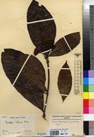 Isotype of Pavetta robusta Bremek. [family RUBIACEAE]