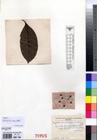 Isotype of Grumilea dermatophylla K.Schum. [family RUBIACEAE]