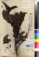 Syntype of Grumilea cabrae De Wild. [family RUBIACEAE]