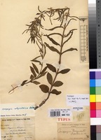 Type of Ceropegia bequaertii De Wild. [family APOCYNACEAE]