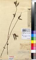 Syntype of Impatiens katangensioides De Wild. [family BALSAMINACEAE]