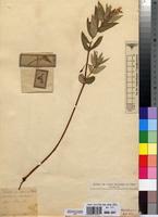 Lectotype of Impatiens katangensioides De Wild. [family BALSAMINACEAE]