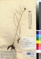 Isotype of Xysmalobium tenue S.Moore [family ASCLEPIADACEAE]