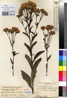 Isotype of Vernonia glabra (Steetz) Vatke var. occidentalis C.D.Adams [family ASTERACEAE]