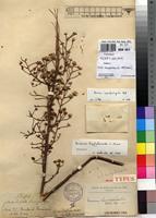 Holotype of Vernonia lescrauwaetii De Wild. [family ASTERACEAE]