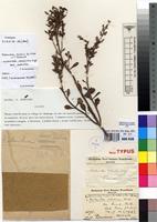 Holotype of Kalanchoe cuisinii De Wild. [family CRASSULACEAE]