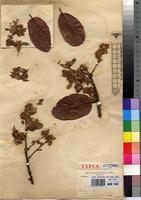 Syntype of Vatica katangensis De Wild. [family DIPTEROCARPACEAE]