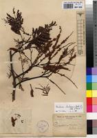 Holotype of Piptadenia lujae De Wild. [family FABACEAE]