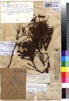 Holotype of Piptadenia lujae De Wild. [family FABACEAE]
