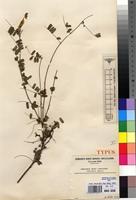 Holotype of Abrus wittei Baker f. [family FABACEAE]