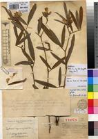 Type of Tephrosia subfalcato-stipulata De Wild. [family FABACEAE]