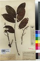 Holotype of Entandrophragma candolleanum De Wild. & T.Durand [family MELIACEAE]