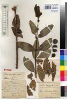Type of Ficus samura De Wild. [family MORACEAE]