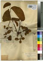 Type of Sterculia tragacantha Lindl. var. cruciata Vermoesen [family STERCULIACEAE]