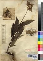 Type of Clematis homblei De Wild. [family RANUNCULACEAE]