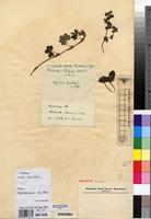 Isotype of Alchemilla adolfi-friedericii Engl. [family ROSACEAE]