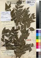 Type of Haplocoelum intermedium Hauman [family SAPINDACEAE]