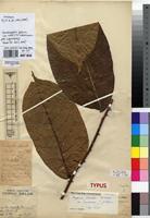Type of Fagara gilletii De Wild. var. cordata G.C.C.Gilbert [family RUTACEAE]
