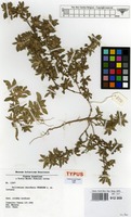Isotype of Guilleminea chacoensis Pedersen [family AMARANTHACEAE]