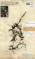 Isotype of Oldenlandia crepiniana K.Schum. [family RUBIACEAE]