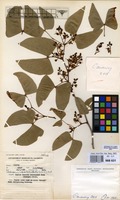Filed as Colophospermum mopane (J.Kirk ex Benth.) J.Leonard [family LEGUMINOSAE-CAESALPINIACEAE]