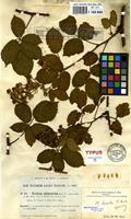 Isolectotype of Rubus gravetii Boulay [family ROSACEAE]