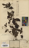 Type of Urvillea stipitata Radlk. [family SAPINDACEAE]