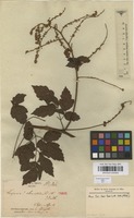 Type of Serjania clematidea Triana & Planch. [family SAPINDACEAE]