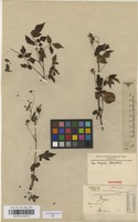 Syntype of Serjania macrococca Radlk. [family SAPINDACEAE]