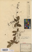 Syntype of Serjania tenuis Radlk. [family SAPINDACEAE]