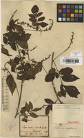 Syntype of Paullinia uloptera Radlk. [family SAPINDACEAE]