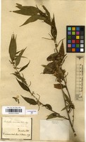 Filed as Acalypha accedens Mull.Arg. [family EUPHORBIACEAE]