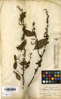 Filed as Acalypha diversifolia Jacq. [family EUPHORBIACEAE]