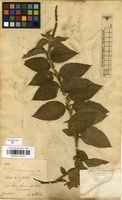 Filed as Acalypha communis Mull.Arg. [family EUPHORBIACEAE]