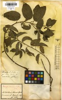 Filed as Acalypha communis Mull.Arg. [family EUPHORBIACEAE]