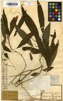 Filed as Acalypha gracilis Spreng. [family EUPHORBIACEAE]