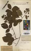 Type of Rubus omalodontos P.J.Mull. & Wirtg. ex Focke [family ROSACEAE]