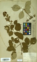 Filed as Rubus prolongatus Boulay & Letendre ex Lefevre [family ROSACEAE]