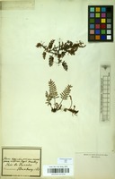 Filed as Pleopeltis polypodioides (L.) E.G.Andrews & Windham [family POLYPODIACEAE]