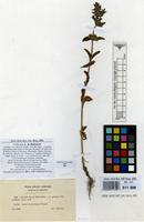 Type of Stachys milanii Petrov ex Magnier [family LABIATAE]