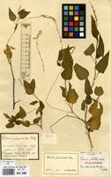 Isolectotype of Celosia pulchella Moq. [family AMARANTHACEAE]