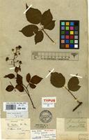 Holotype of Rubus hirtus Waldst. & Kit. var. guestphalicus [family ROSACEAE]