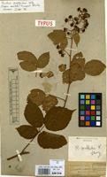Type of Rubus pallidus Weihe & Nees ex Bluff & Fingerh. [family ROSACEAE]