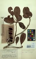 Type of Wallacea riparia Gleason & A.C.Sm. [family OCHNACEAE]